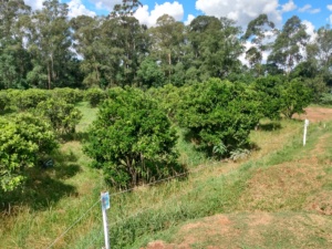 Ao lado dos campos vista direita