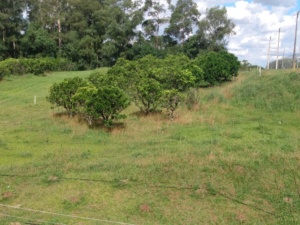 Escada prédio A14 vista pomar