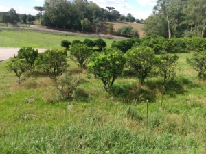 Ao lado dos campos vista central